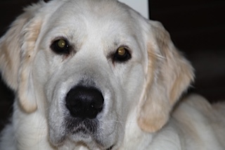 Our Photos – Autumn Lake Golden Retrievers