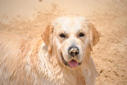 Golden Retriever Breeders Virginia Beach: Your Guide to Finding the Perfect Puppy