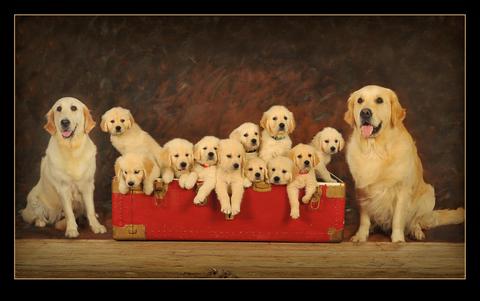 Autumn Lake Golden Retrievers Golden Retriever Puppies Virginia