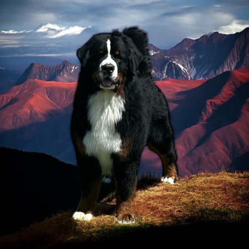 And…. Bernese Mountain Dogs!!!!! 